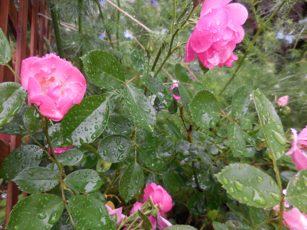 ベトナムのホーチミンには 雑貨とスコールが良く似合う 賢い お金の貯め方 借り方 学び方