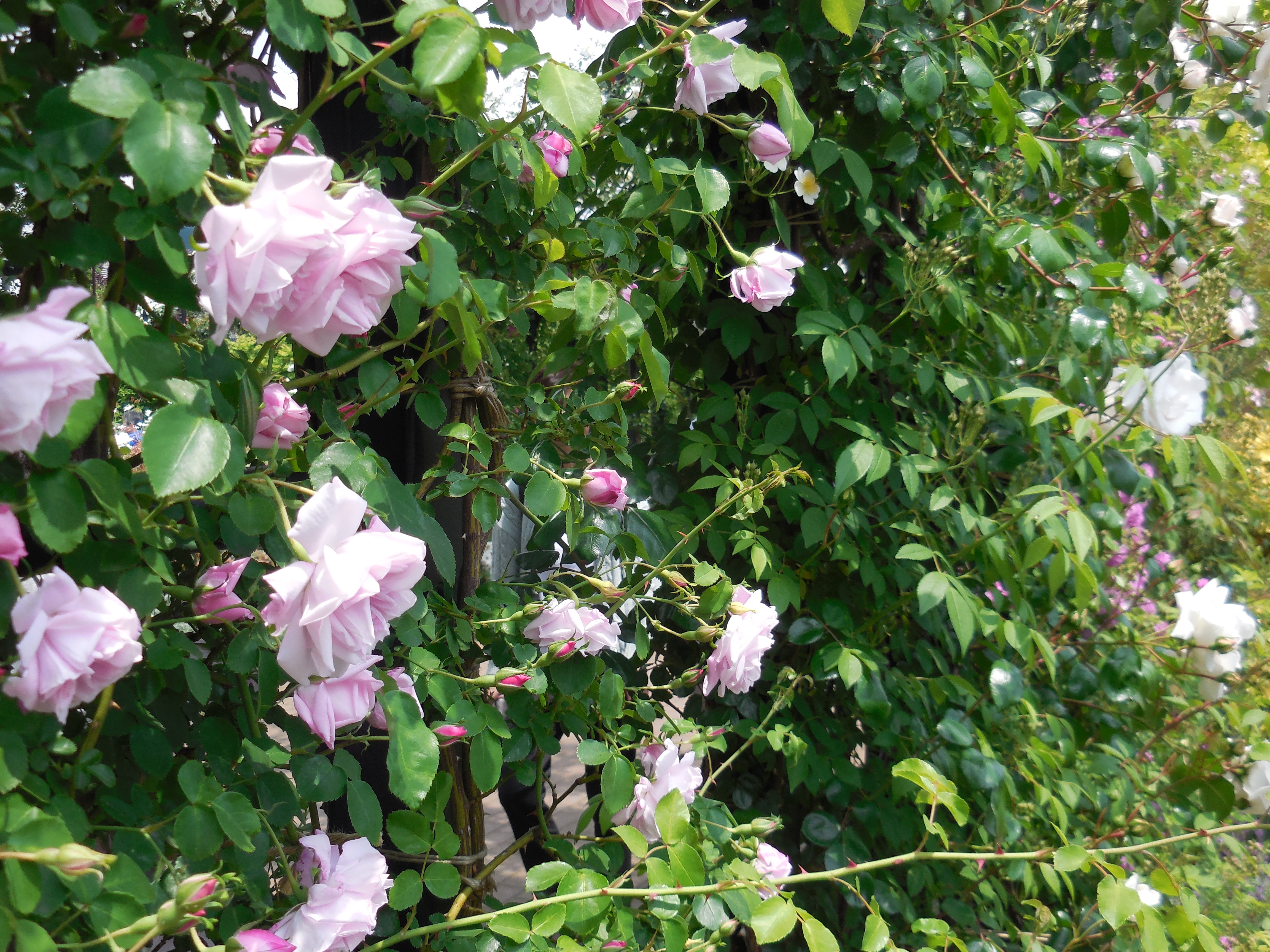 ウォルトディズニーがミッキーマウスに託した夢を叶える名言 賢い お金の貯め方 借り方 学び方